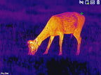 Monoculaire thermique Pixfra série Ranger Noir PIXFRA