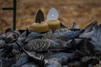 Leurre MOJO Dove A Flicker x4 MOJO