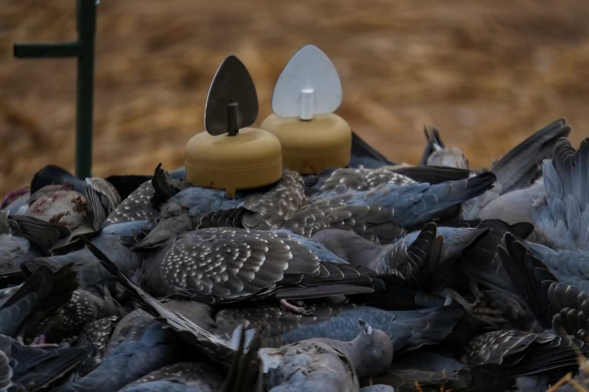 Leurre MOJO Dove A Flicker x4 MOJO
